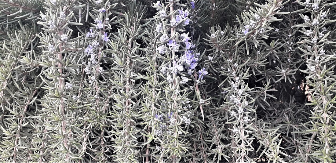 A rosemary plant