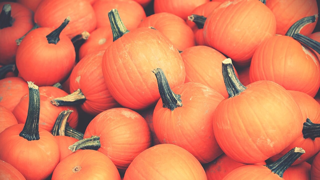Pumpkins and squash in the garden