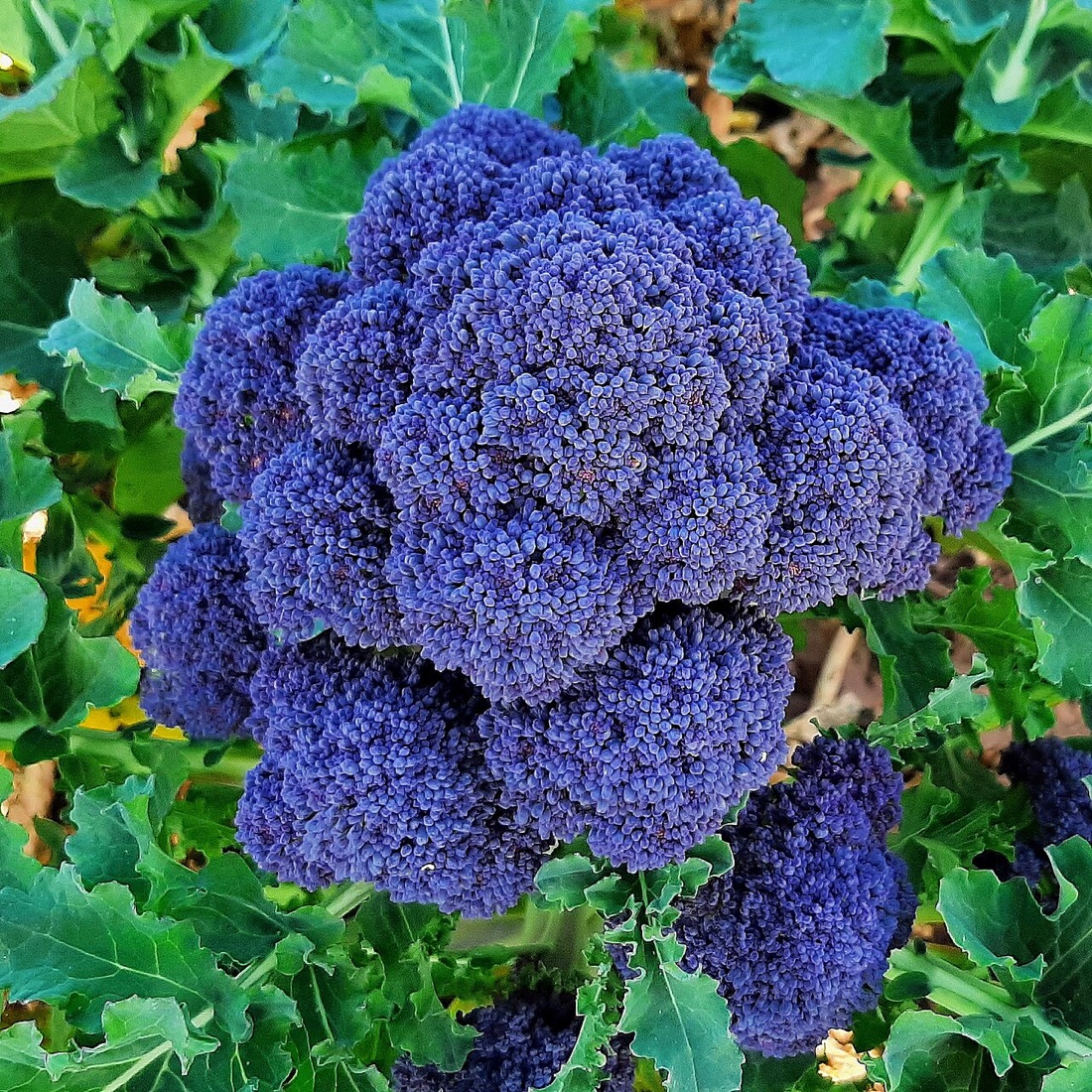 Broccoli growing in the garden