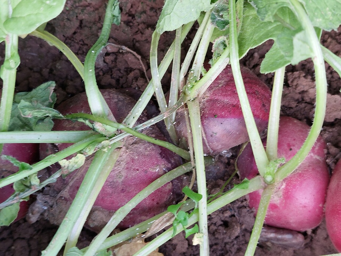 Freshly harvested radishes