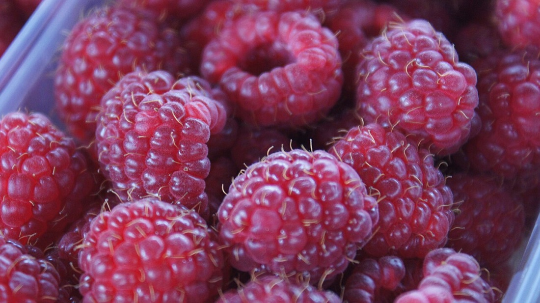 Ripe raspberries on the cane