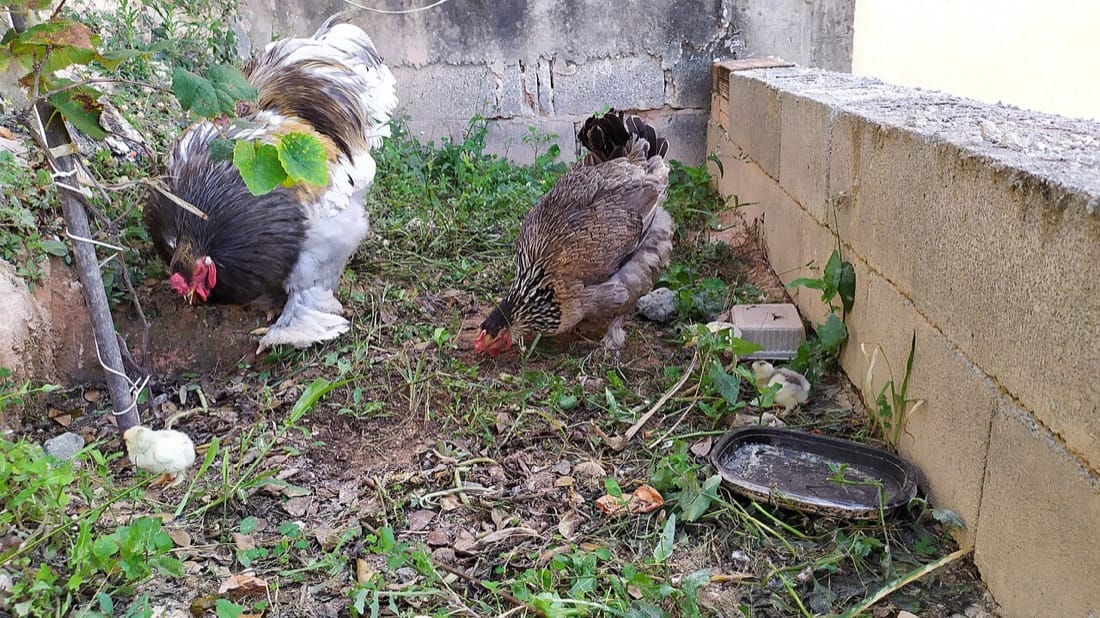 Backyard hens foraging in a garden