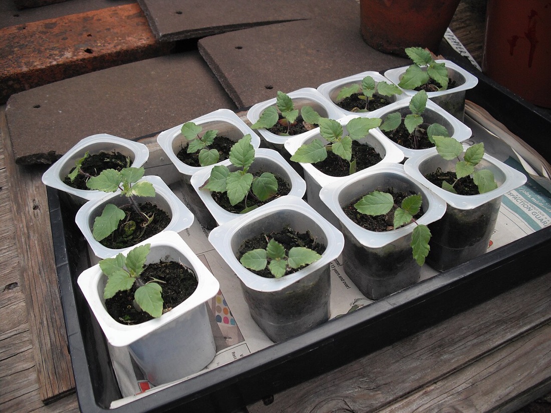 Seedlings growing in recycled pots