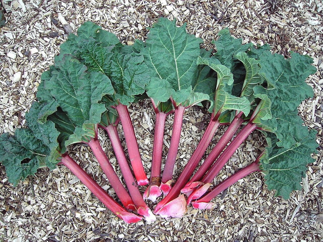 Rhubarb growing in the garden