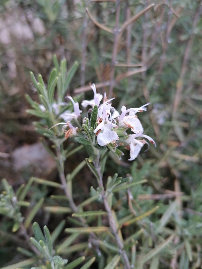 A rosemary plant
