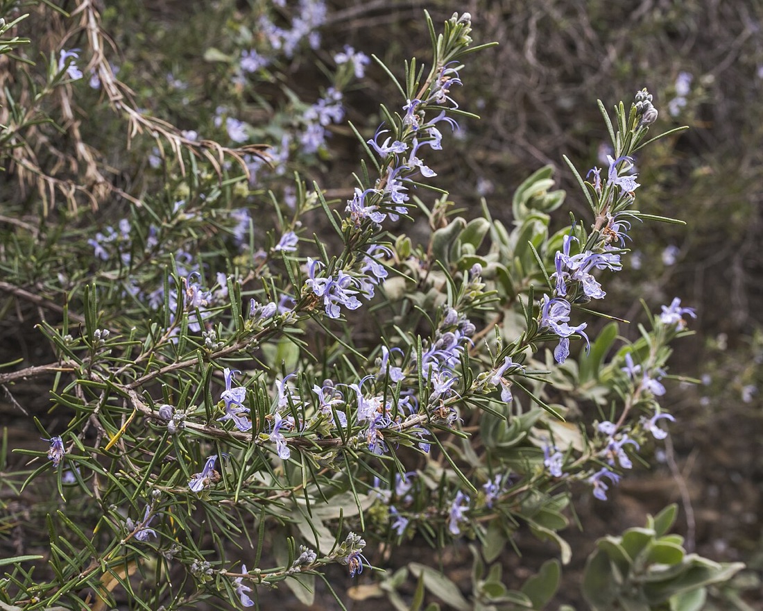 A rosemary plant