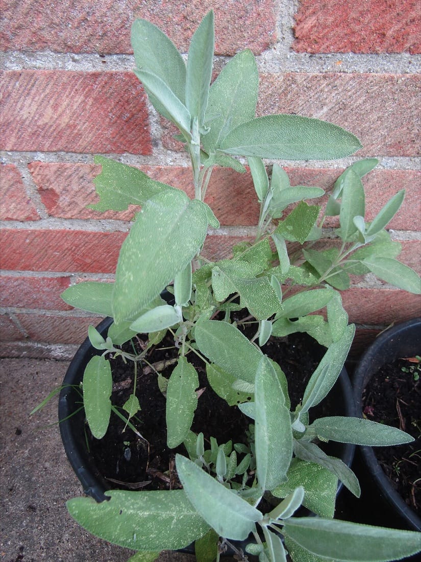 A potted sage (Salvia officinalis) plant