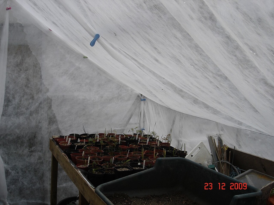 A vegetable garden with raised beds