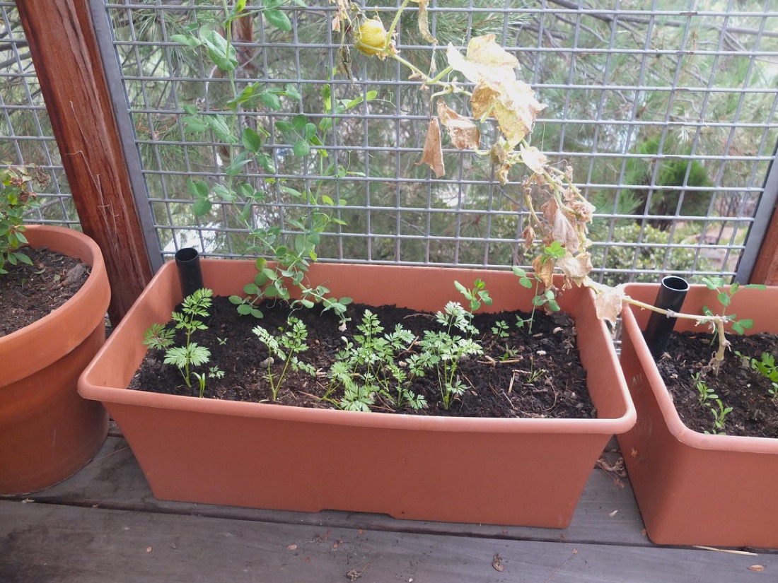 Vegetables growing in containers on a patio