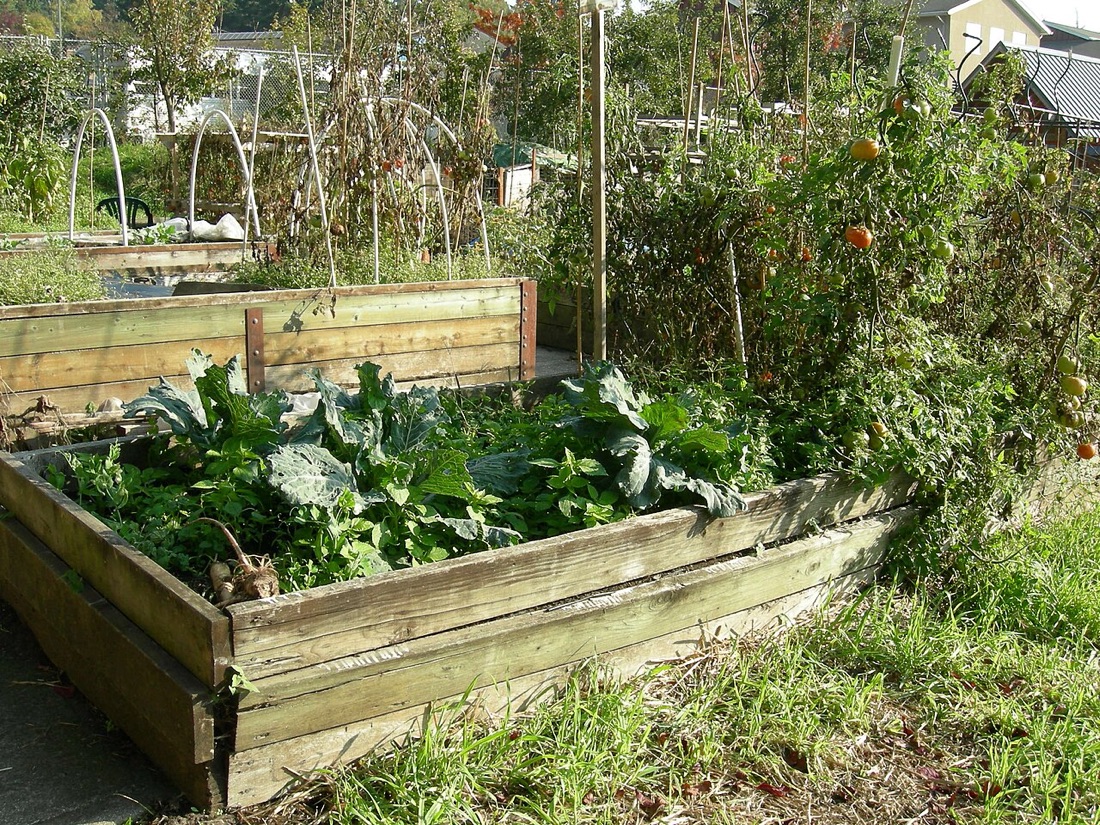 A productive homestead vegetable patch