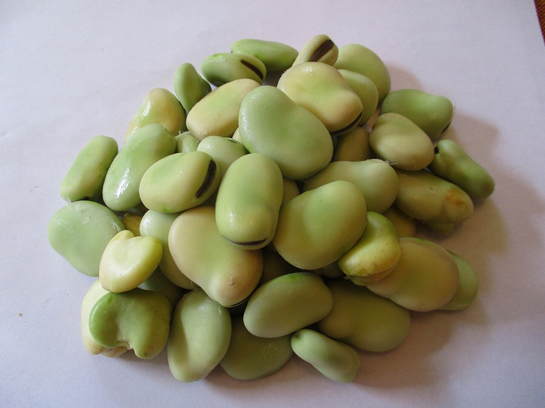 Broad bean plants with pods