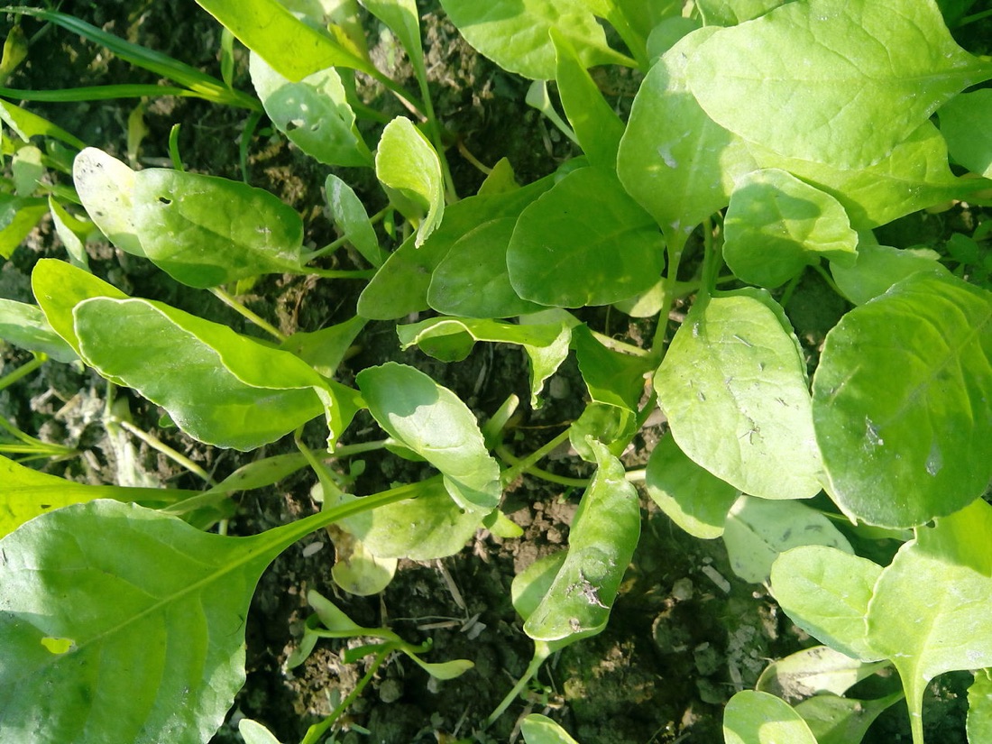 Spinach and chard leaves