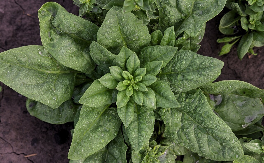 Spinach and chard leaves