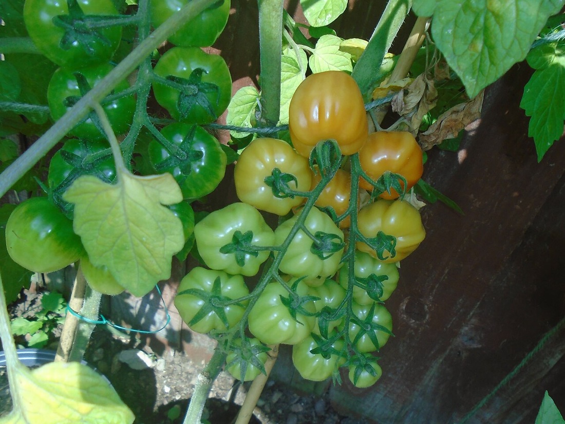 Ripe tomatoes growing on the vine