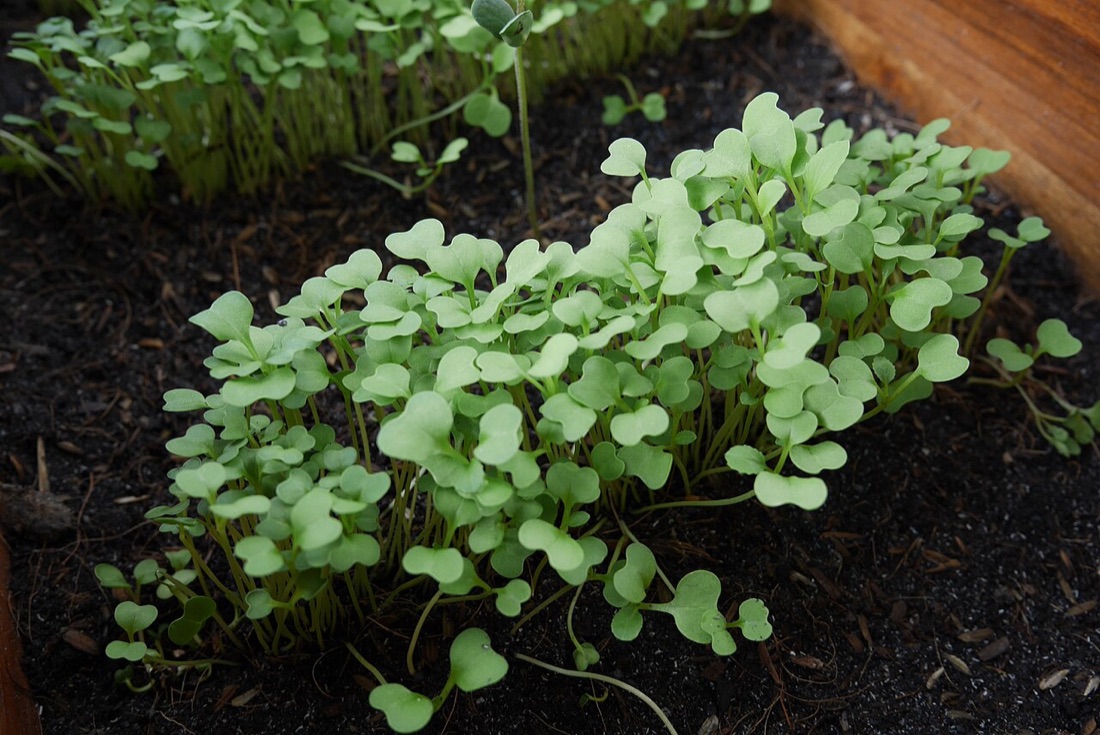 A child gardening