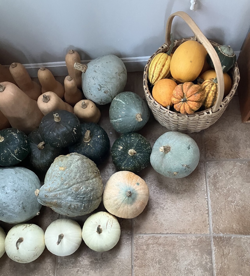 Pumpkins and squash in the garden