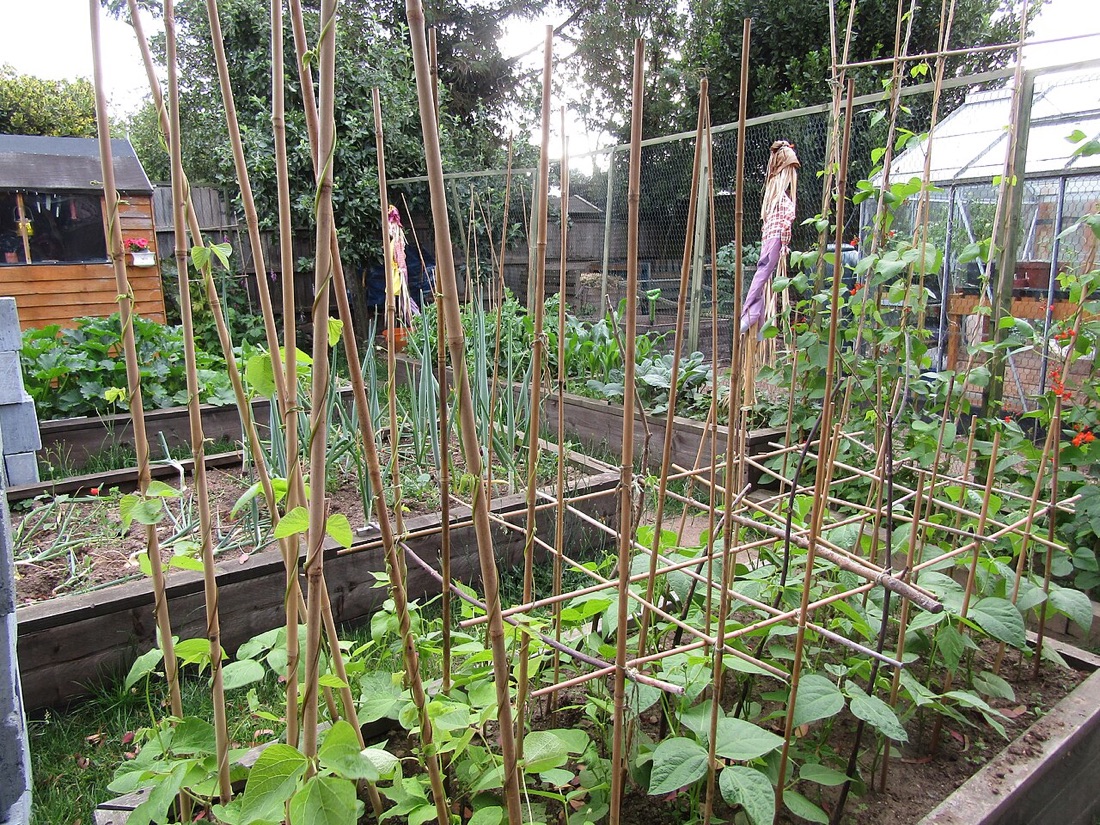 A vegetable garden with raised beds
