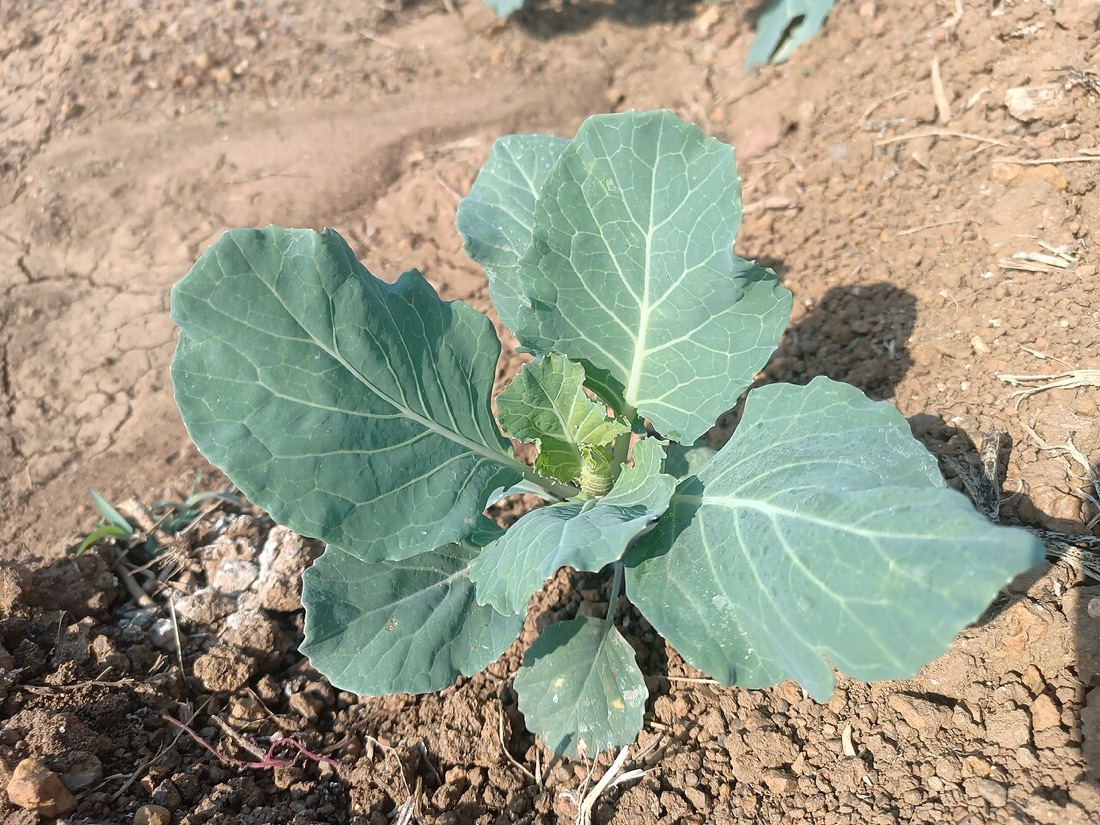 A cabbage growing in a vegetable bed