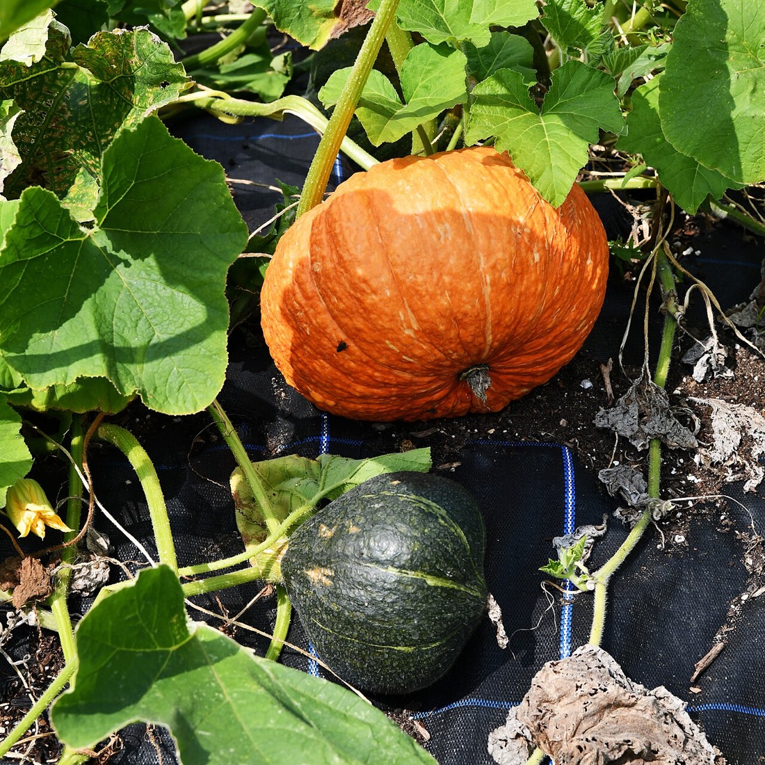 Pumpkins and squash in the garden
