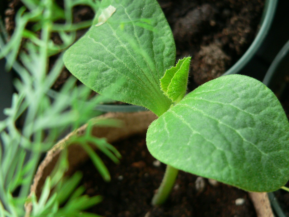 A basket of homegrown vegetables