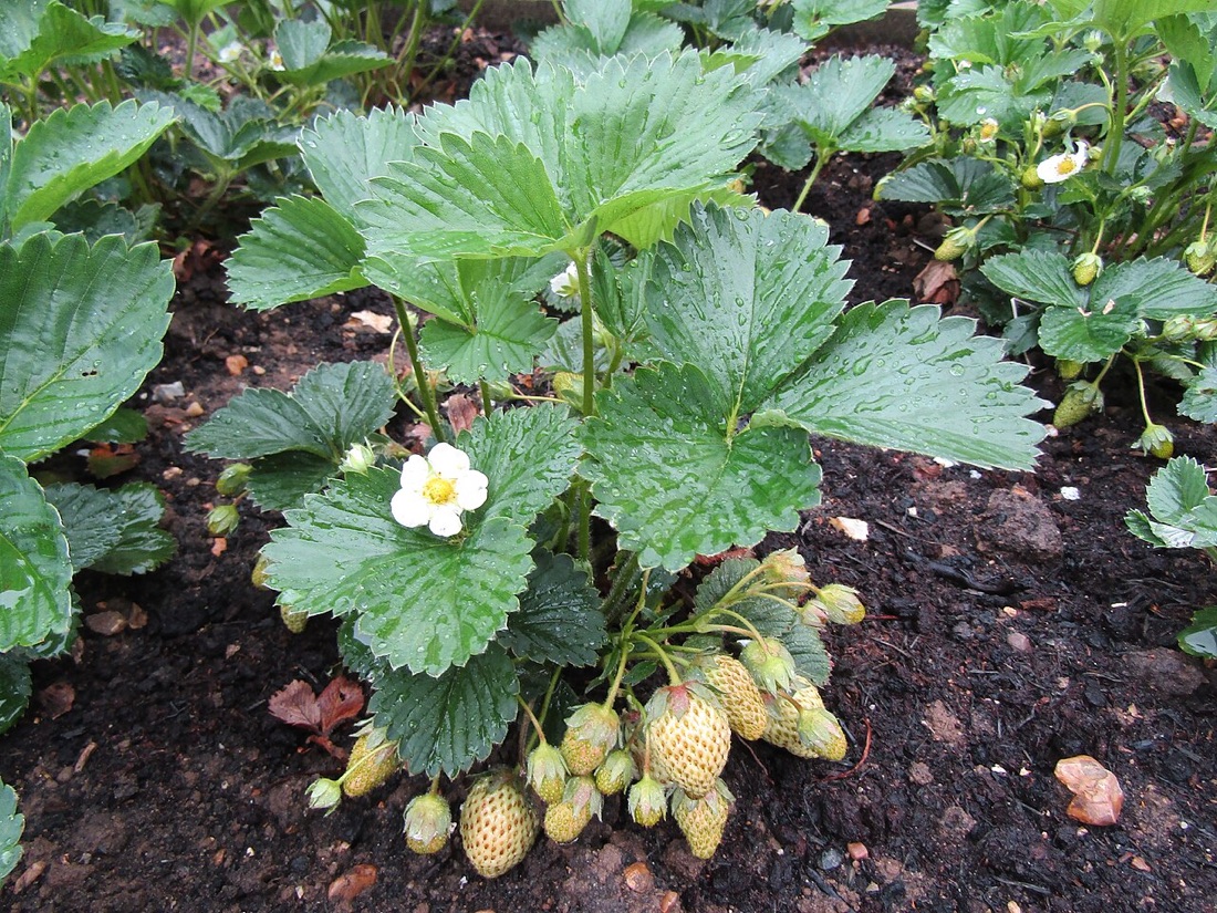 Ripe strawberries on the plant