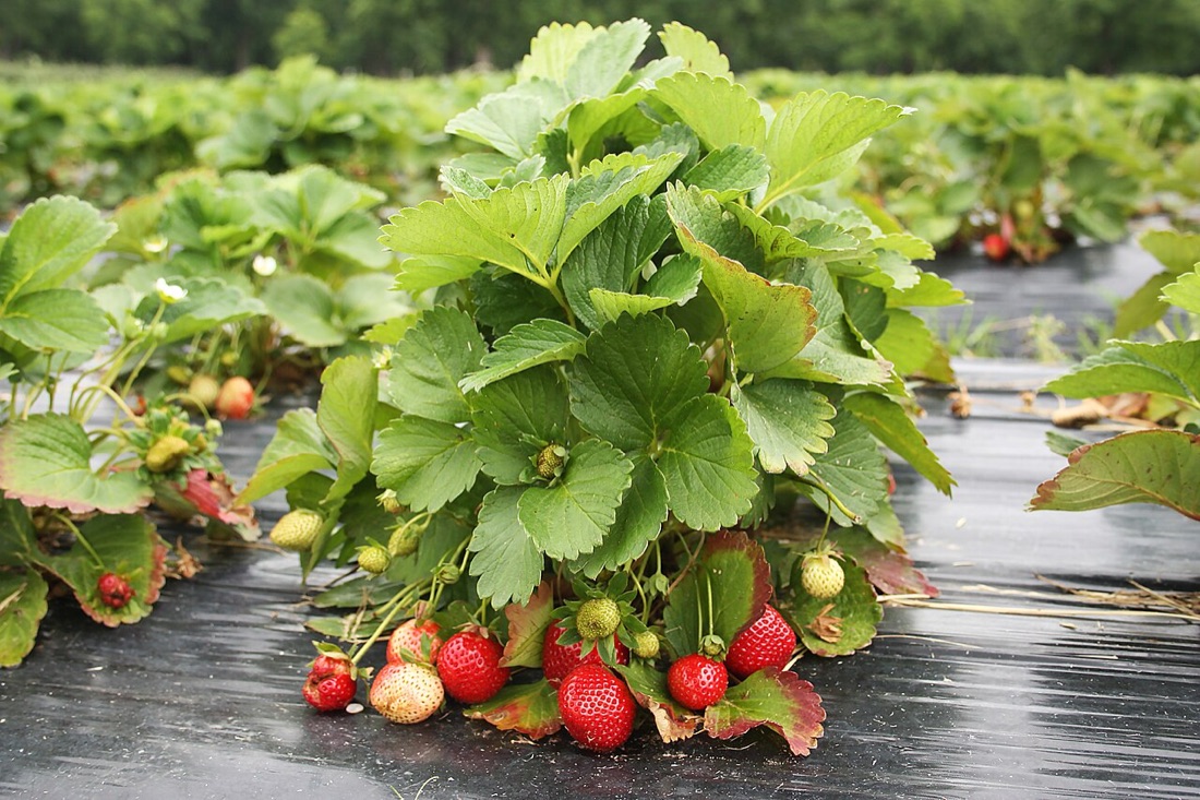 Ripe strawberries on the plant