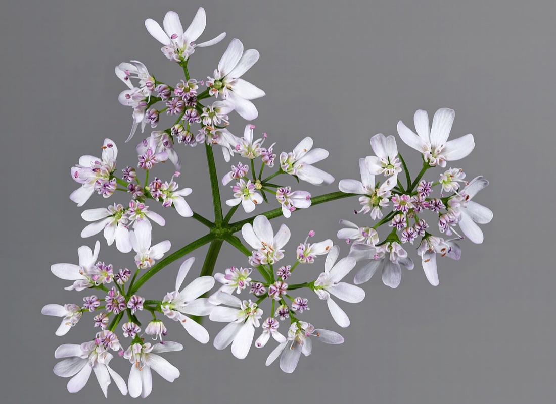 A coriander plant