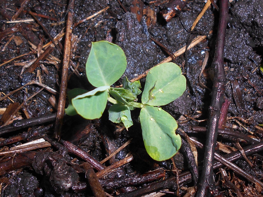 Pea pods growing on the plant