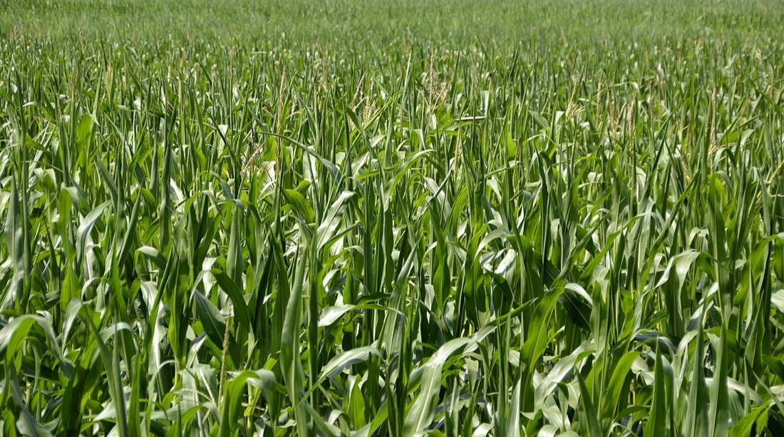 Sweetcorn cobs on the plant