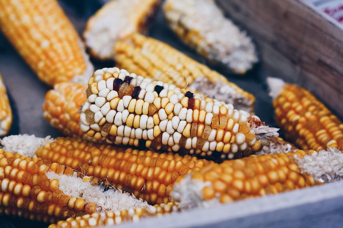 Sweetcorn cobs on the plant