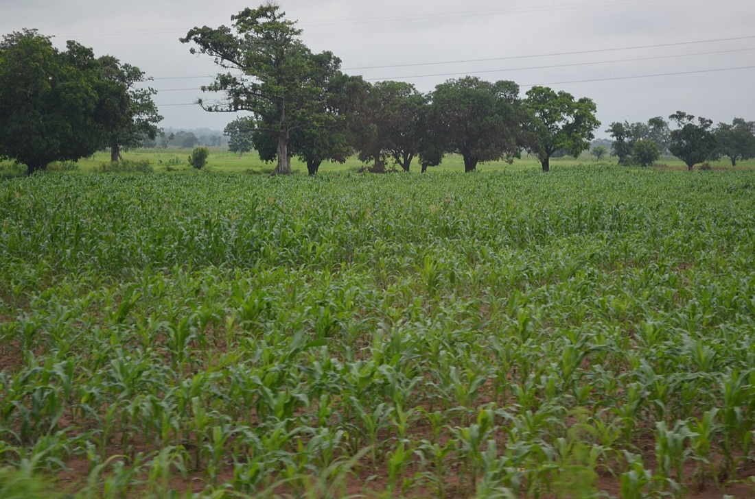 Sweetcorn cobs on the plant