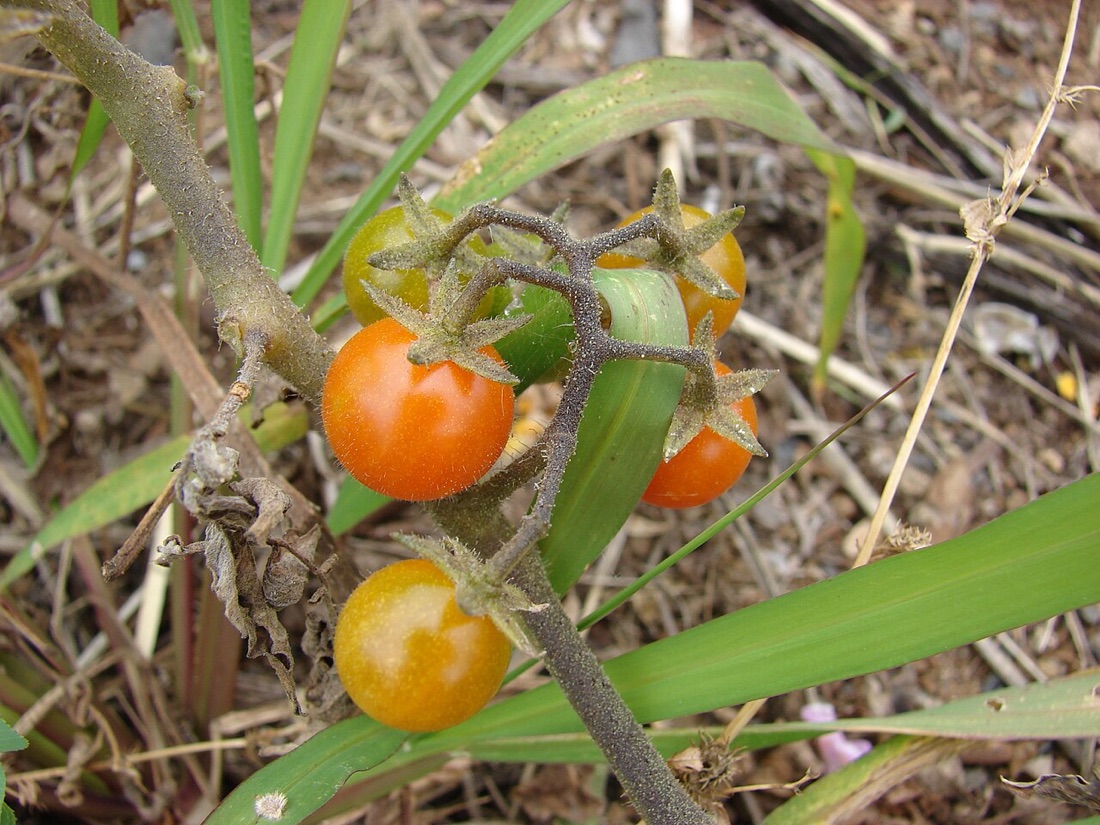 Ripe tomatoes growing on the vine