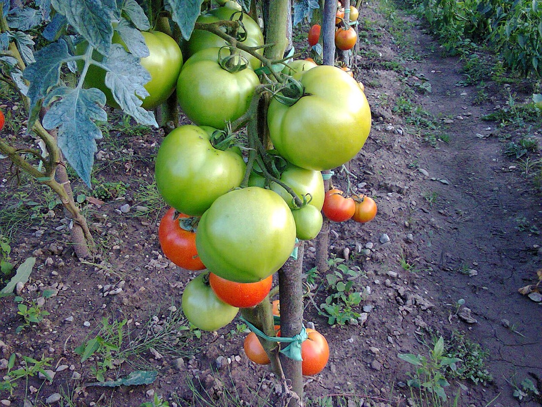 Ripe tomatoes growing on the vine
