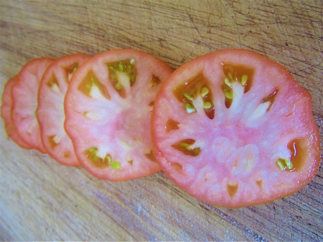 Ripe tomatoes growing on the vine