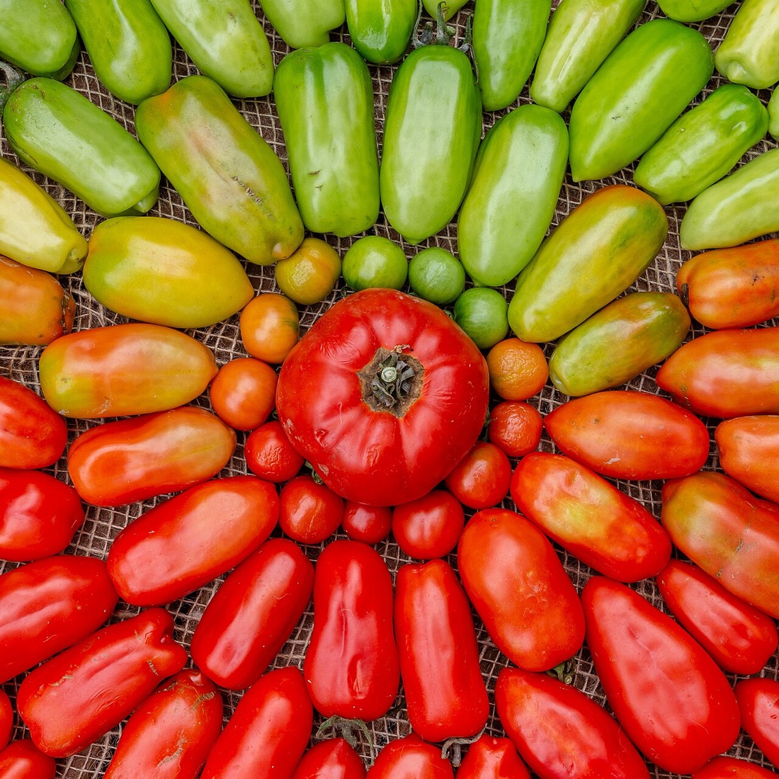 Ripe tomatoes growing on the vine