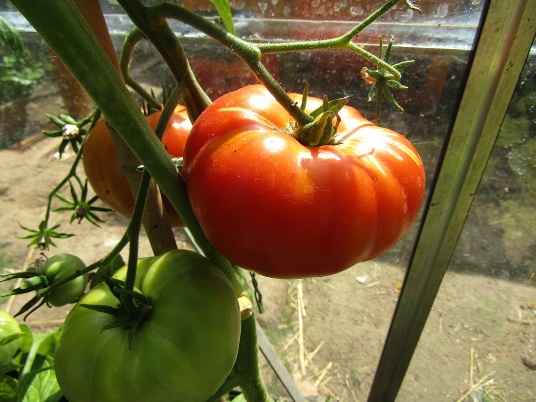 Ripe tomatoes growing on the vine