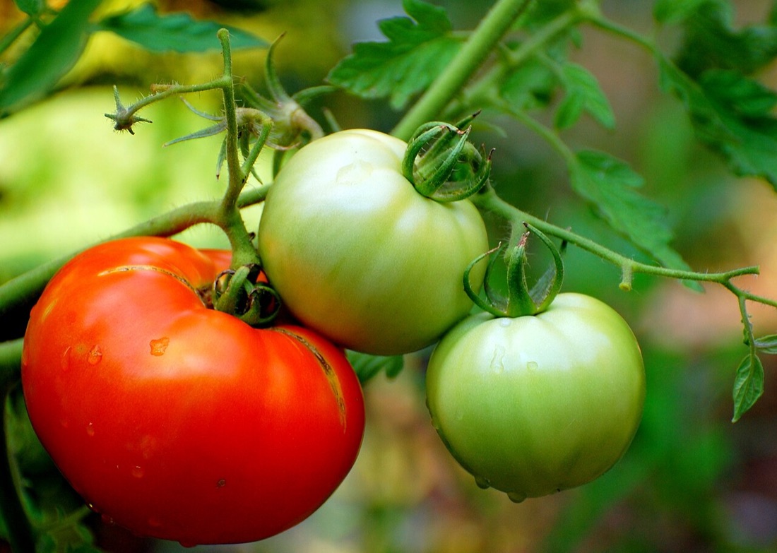 Ripe tomatoes growing on the vine