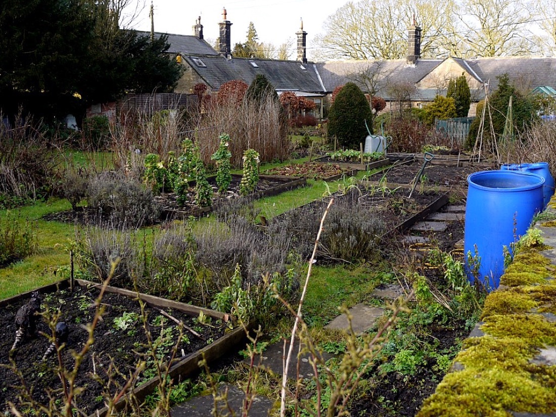 A productive vegetable garden