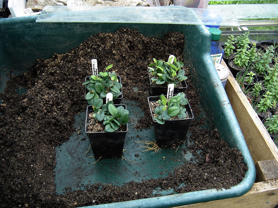 A productive vegetable garden