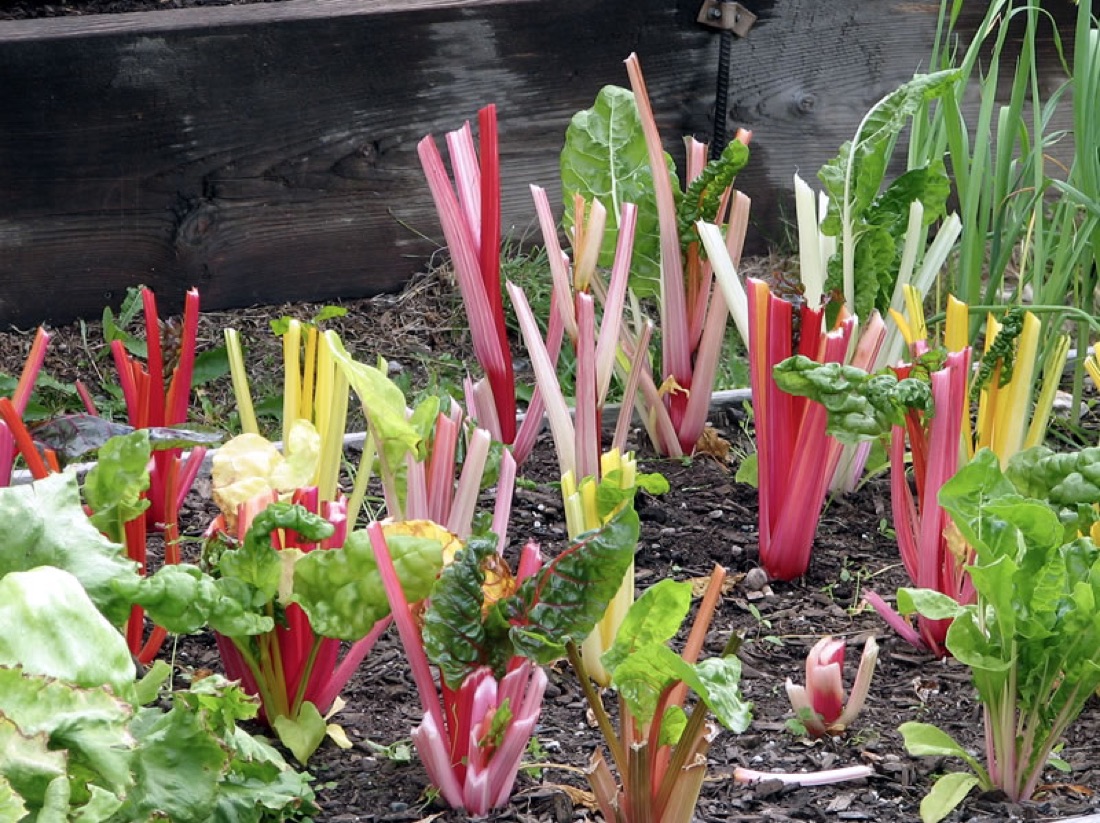 A productive vegetable garden