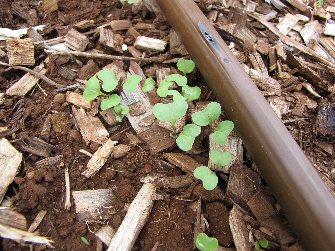 A productive vegetable garden