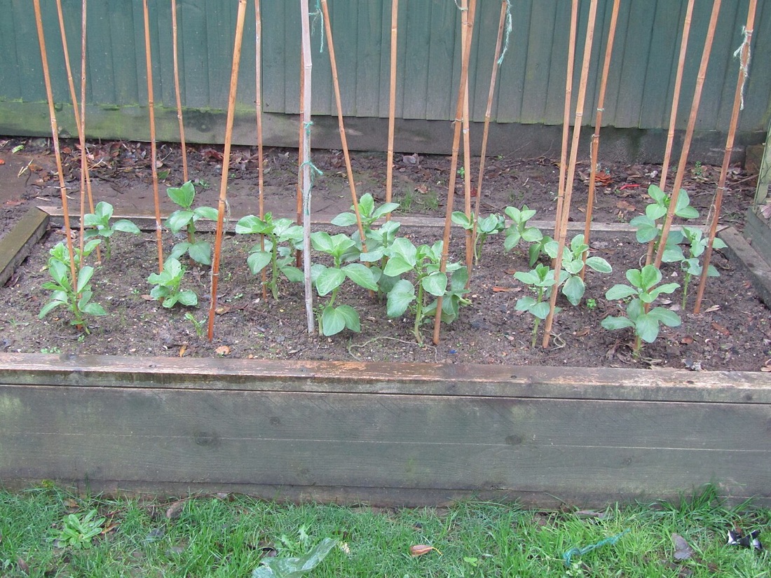 A productive vegetable garden