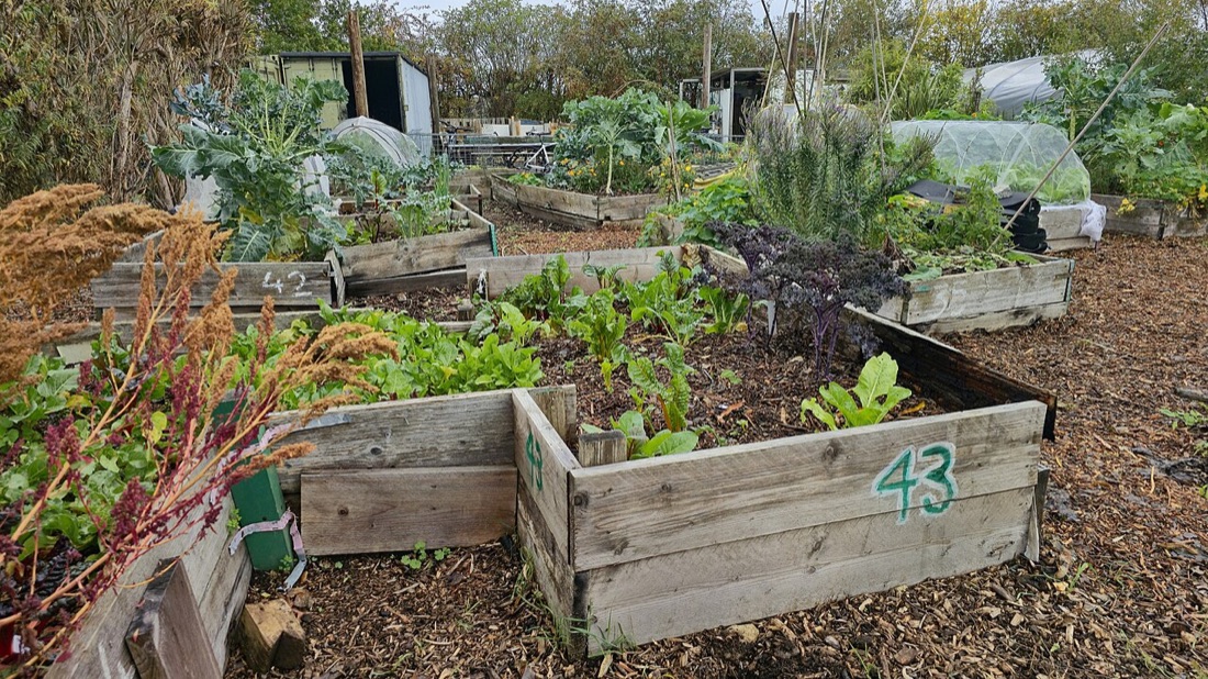 A productive vegetable garden