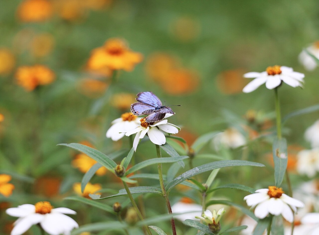 A bee on a garden flower