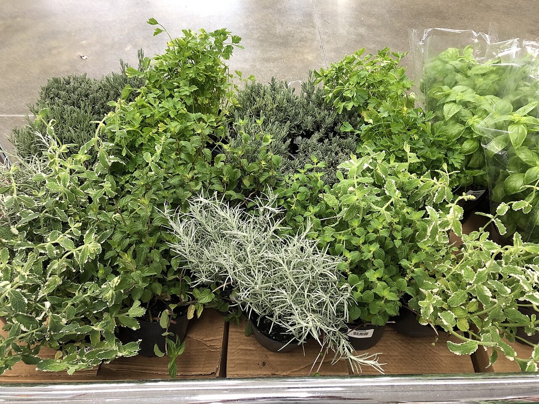 Vegetables growing in containers on a patio