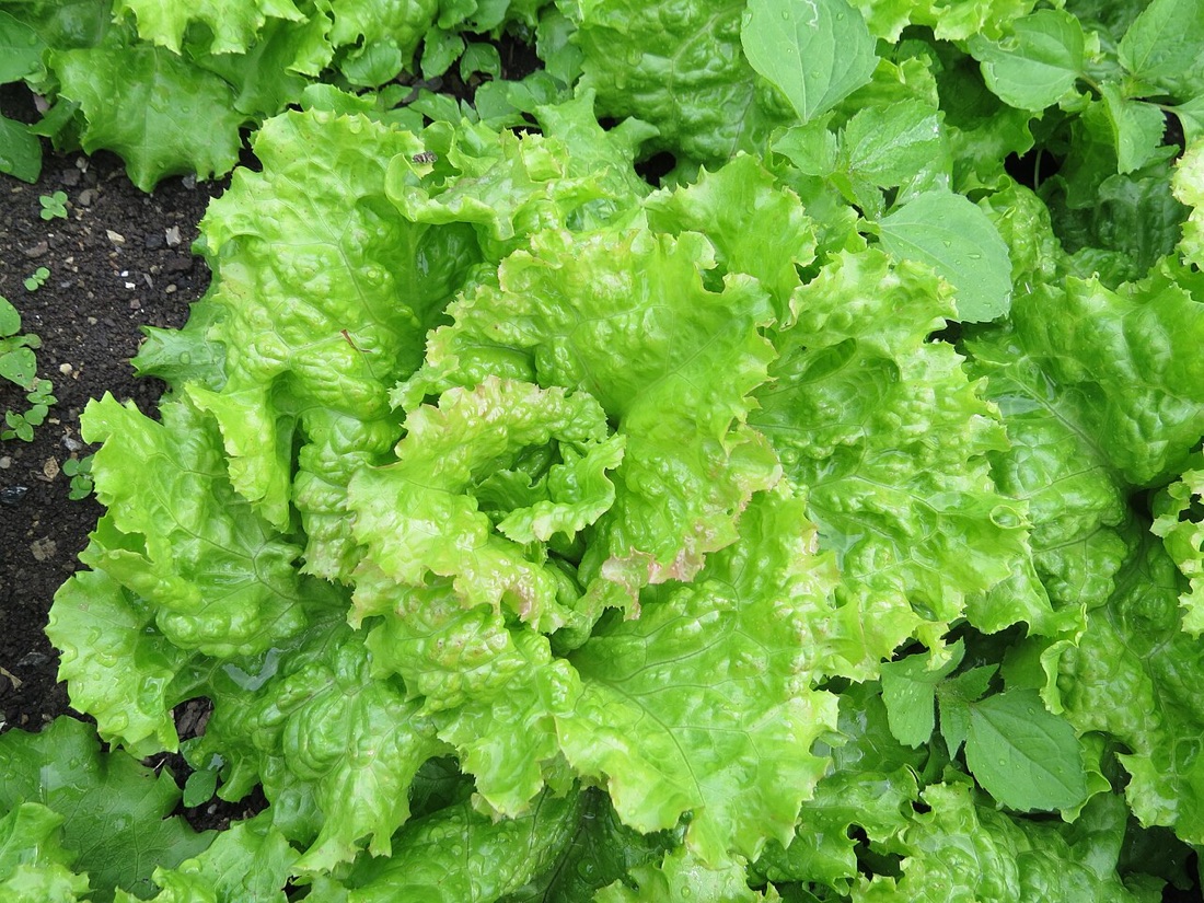 Lettuce and salad leaves growing